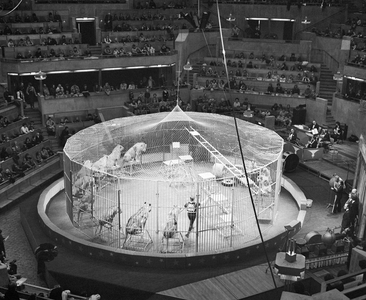 880361 Afbeelding van een optreden van een dompteur met leeuwen en sint-bernardshonden in een kooi in het Muziekcentrum ...